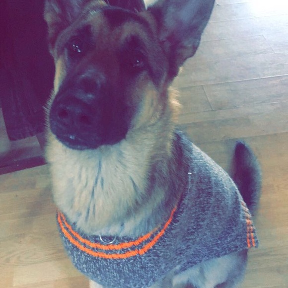 Meet your Posher, Cassidy - Picture 1 of 1